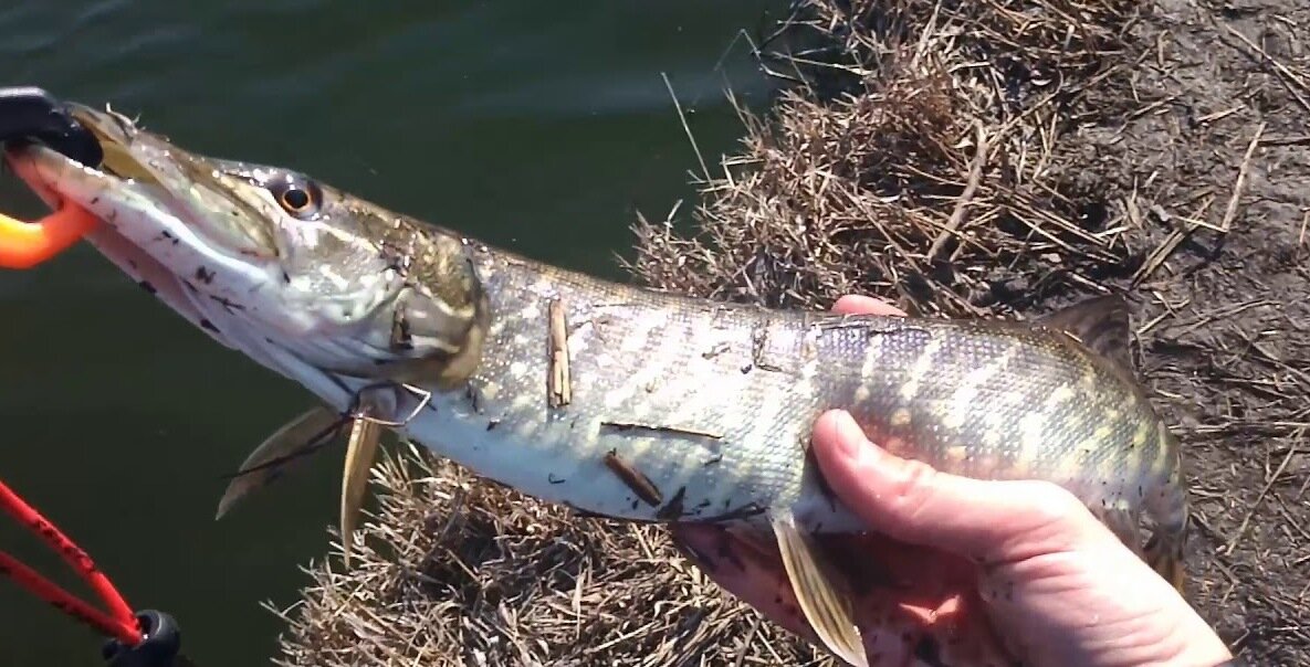 Рыбалка на щуку.