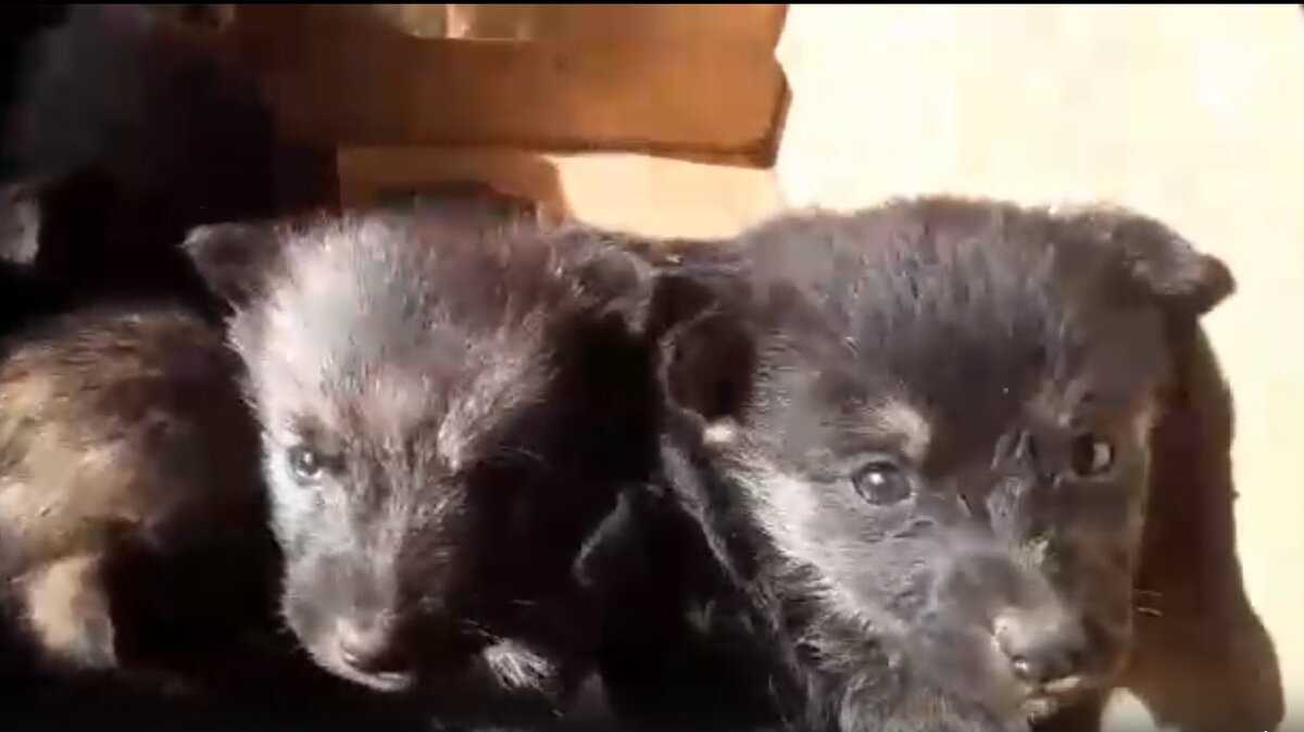 Малыши, которых подкинули сегодня.