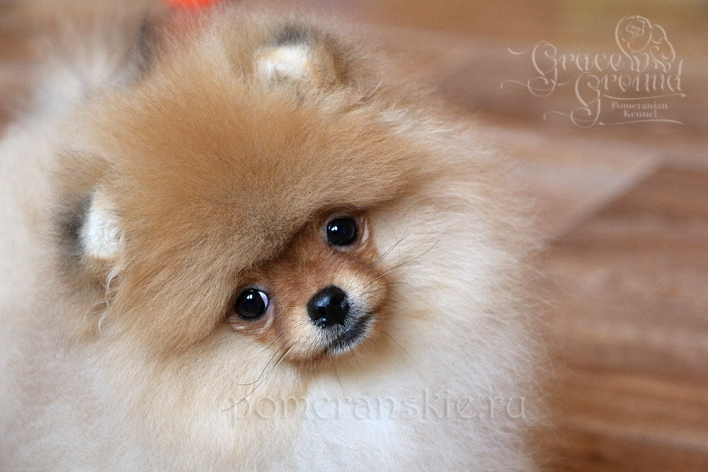 щенки шпица заводчики. купить щенка шпица в москве от заводчика. померанский шпиц краснодар. питомник померанских шпицев «из остафьево». питомник шпицев солнечная коллекция отзывы.