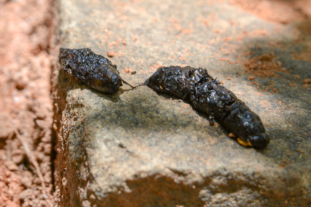 2. С указательный палец примерно.