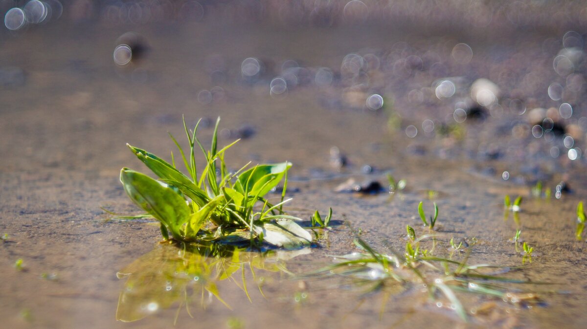 а это лужа возле дома с растениями, как пример снимка.