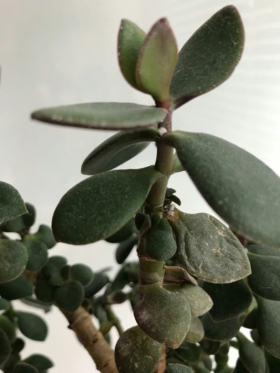 толстянка поражена насекомыми