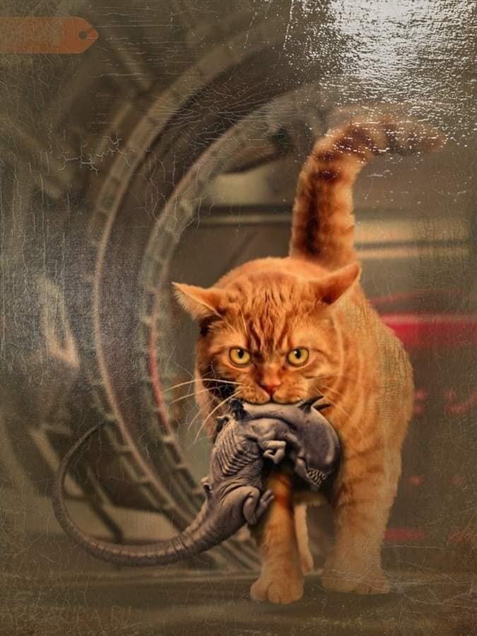 Кот Джонси - единственный, кто выжил из команды "Ностромо"