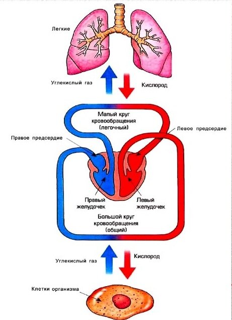 Круги кровообращения (взято из открытых источников)