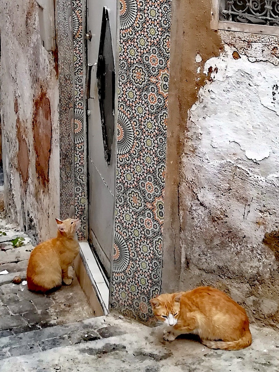 кошки на каждом углу )