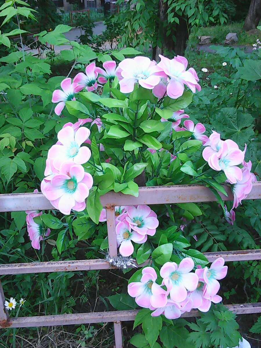 Оказывается у меня во дворе есть вот такая красота...