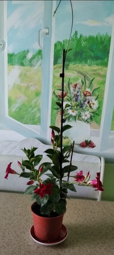 У меня есть красная  и желтая расцветка,а бывает их огромное множество разновидностей.