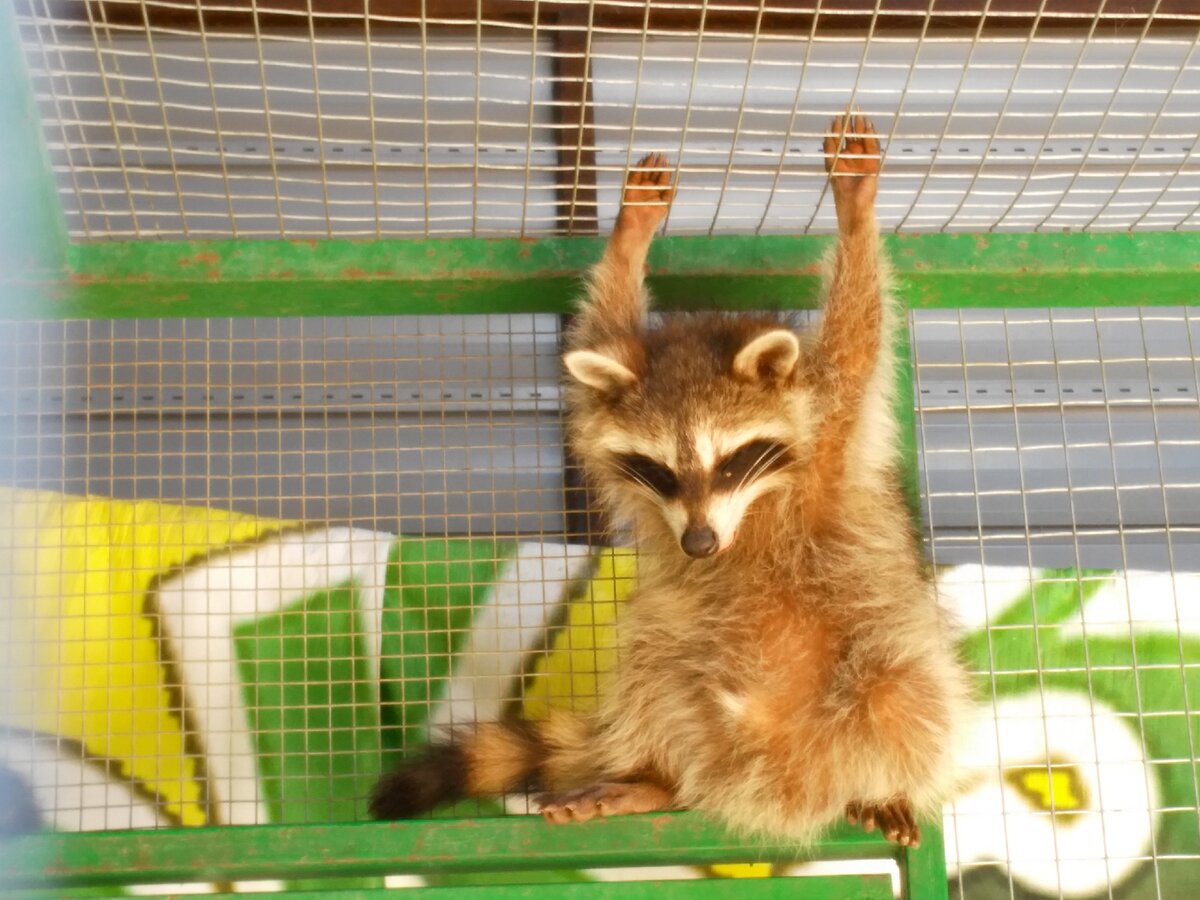 Тяжело быть ответственным))) Фото из личного архива автора