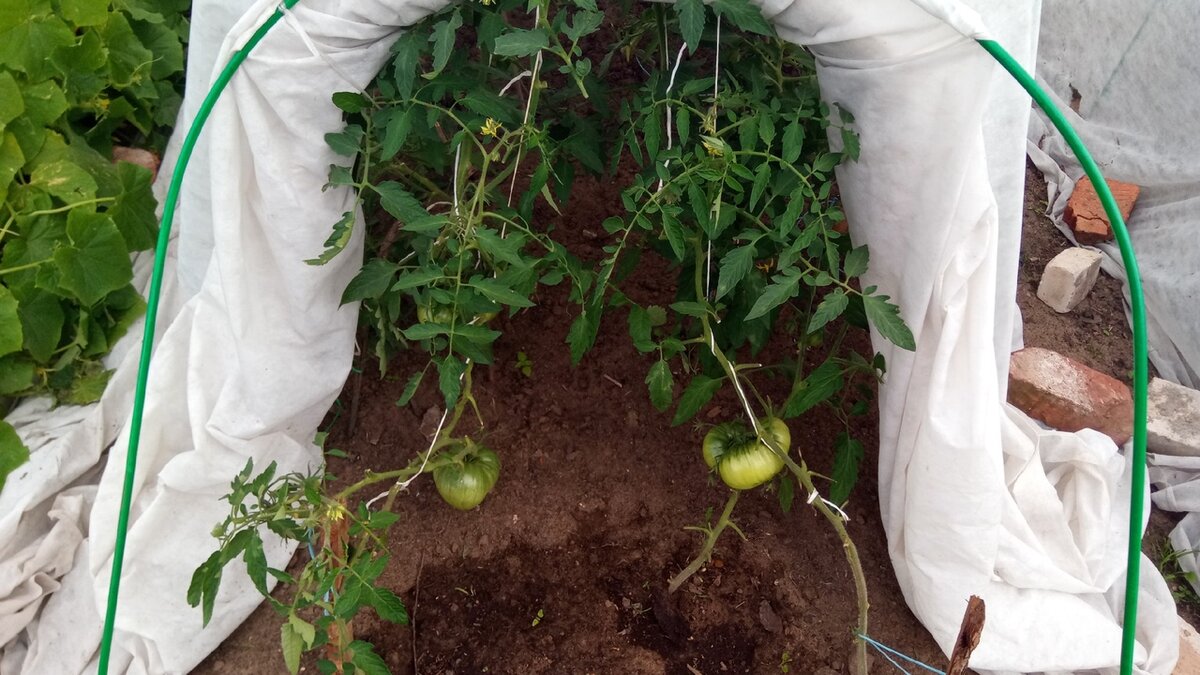 Чем обработать посадки картофеля от фитофторы