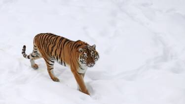 Тигры - отличные охотники, но далеко не лучшие