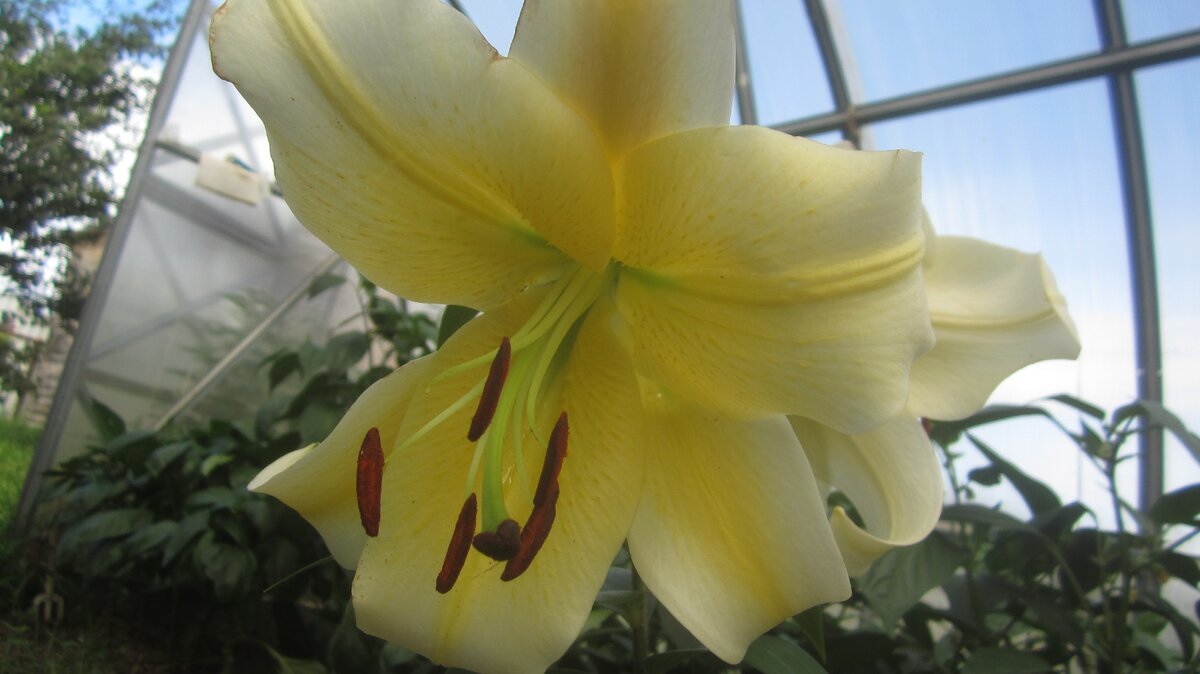 Моя новая лилия "Конка Д ор"