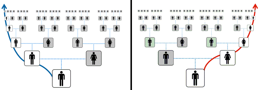 принцип наследования y-днк и mt-днк между мужчинами и женщинами