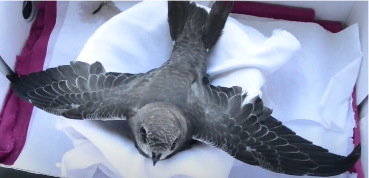 Стрижей можно сажать только в коробку с мягкой подстилкой, в клетке они могут себе повредить крылья. Фото взято с youtube.com