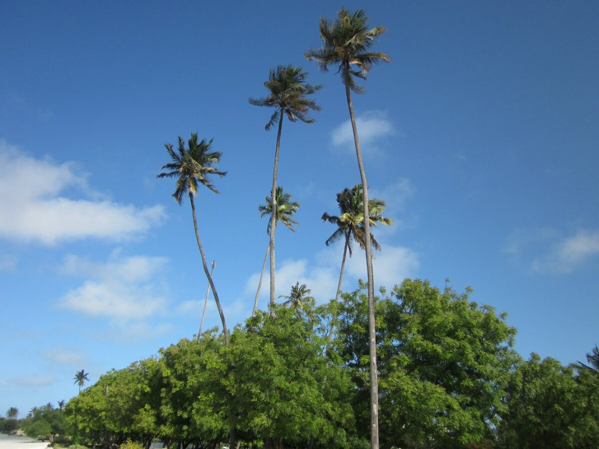 Огромные пальмы на пляже