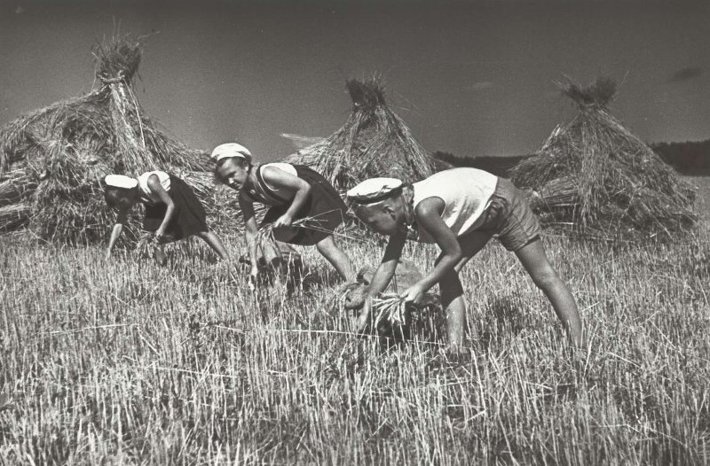 Сергей Васин. Московские пионеры помогают колхозу. Дата съемки 1942 - 1943. МАММ / МДФ