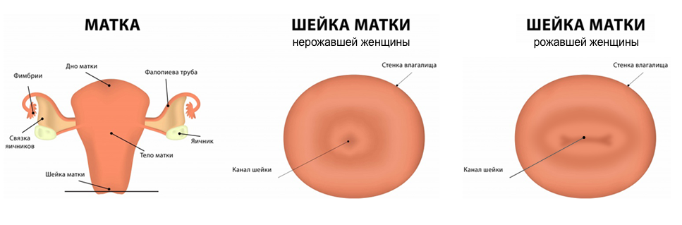 У женщин есть матка и