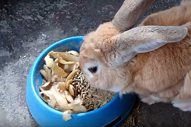 Вздутие живота у кроликов – причина