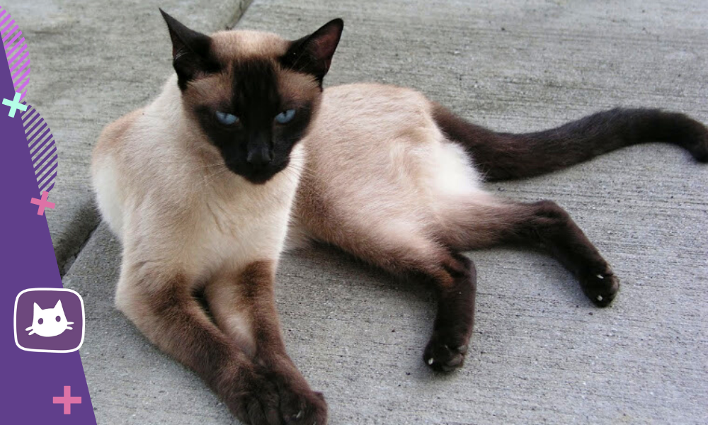 Хвост сиамской кошки. Сиамская кошка. Сиамская кошка стандарт. Сиамская кошка чистокровная. Сиамская и тайская.