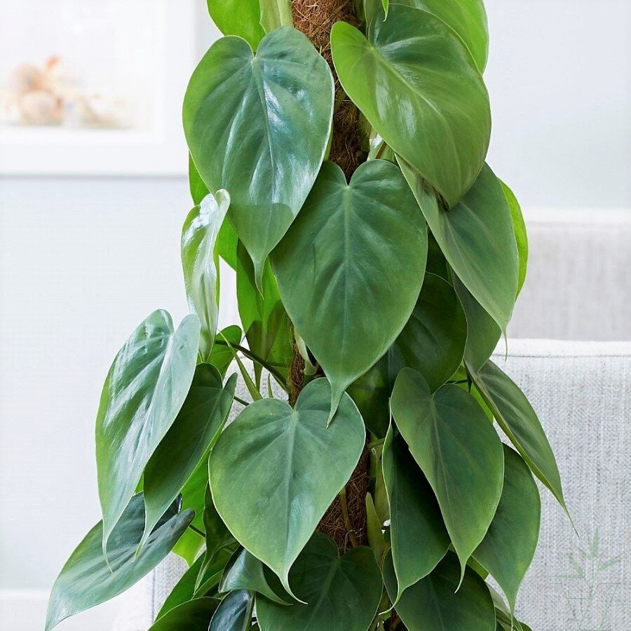 Филодендрон