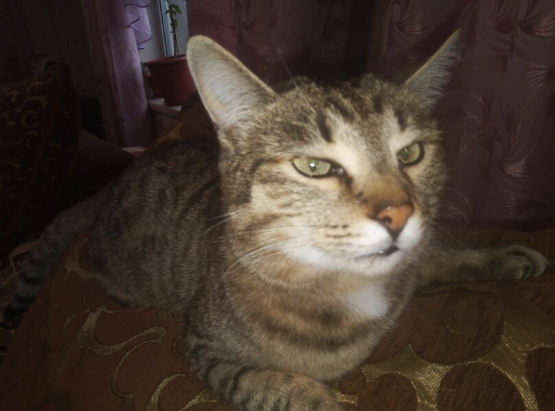 Молодой кот