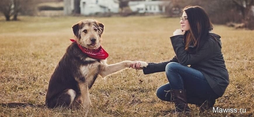 За что мы любим собак