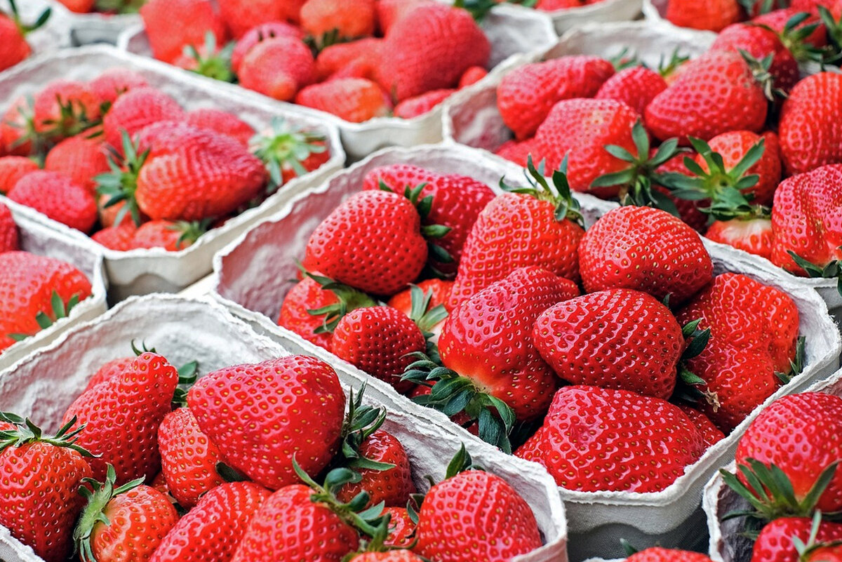 Самый популярный вид сезонной работа в Финляндии — сбор клубники 