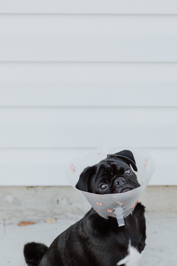 Фото Присциллы Дю Пре на Unsplash