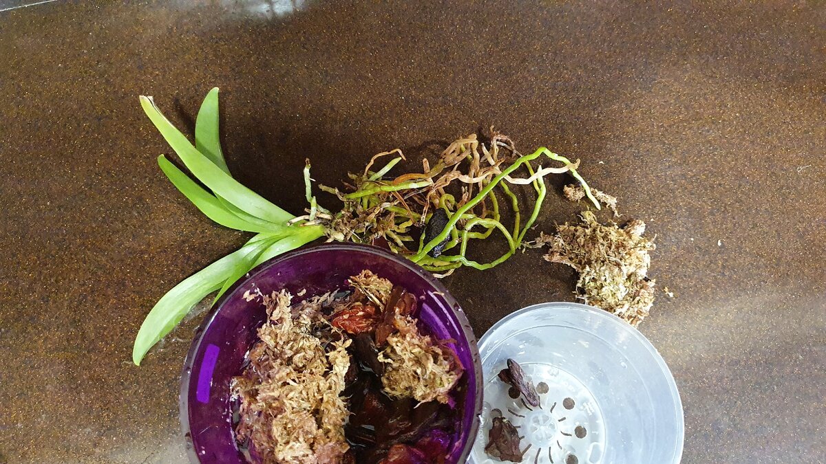 Видите, сколько желтых? Но у него нормальные листья, остальные корни активно растут, я просто пересадила его в горшок с "вентиляцией" и все!