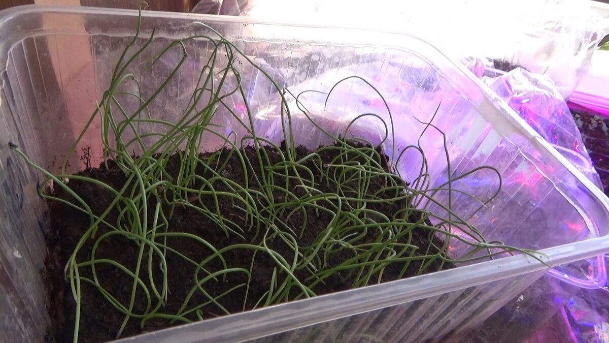 Первые всходы лука