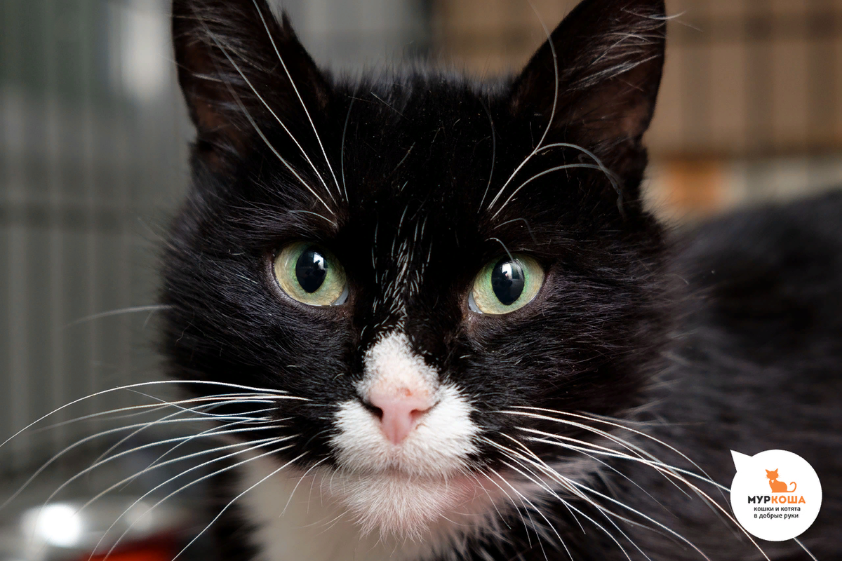 Франсис, 6 лет