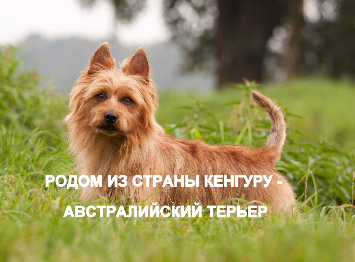 Австралийский терьер