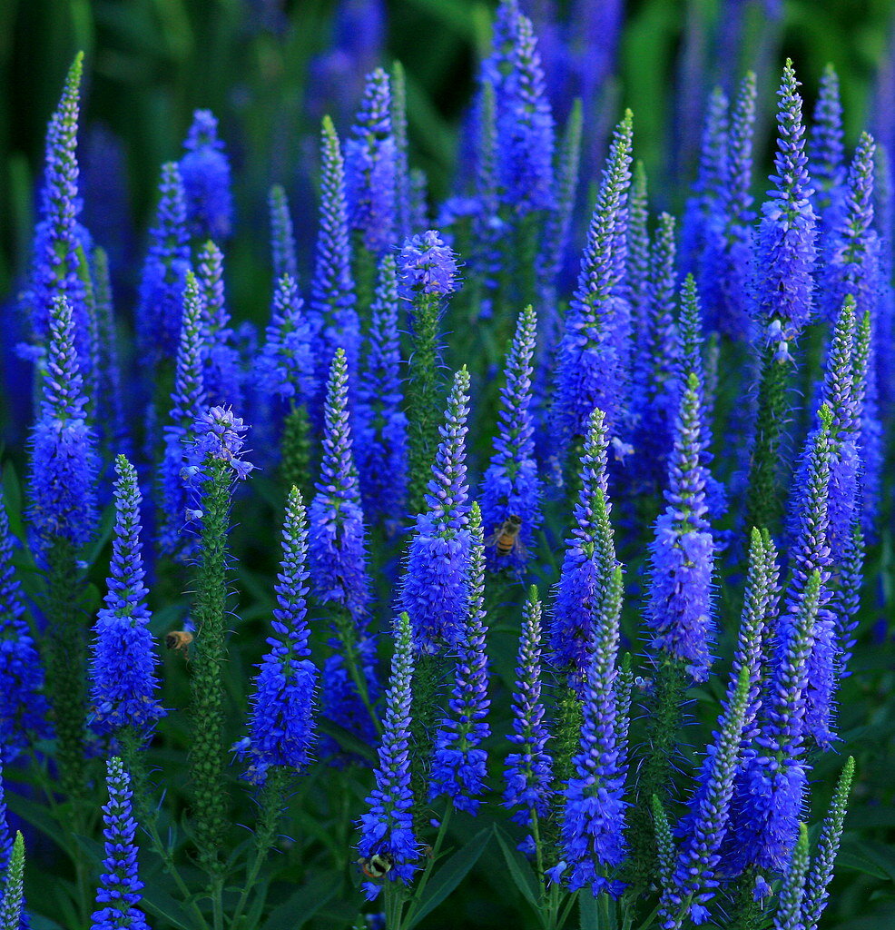 Veronica longifolia Speedwell растение