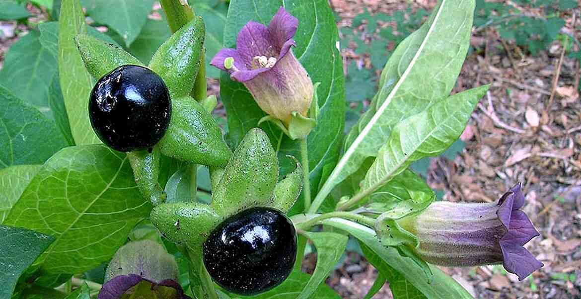 Рис. 1 Белладонна