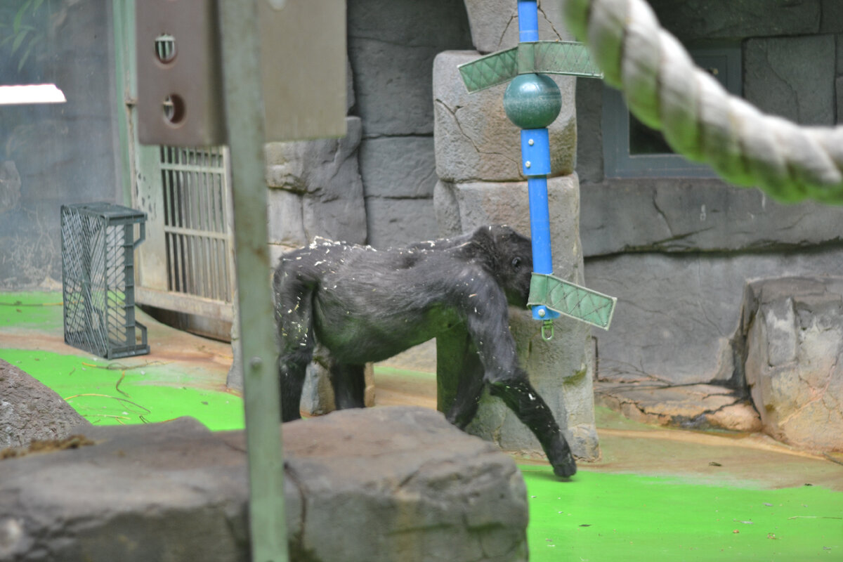 Вольер с обезьянами в Московском зоопарке