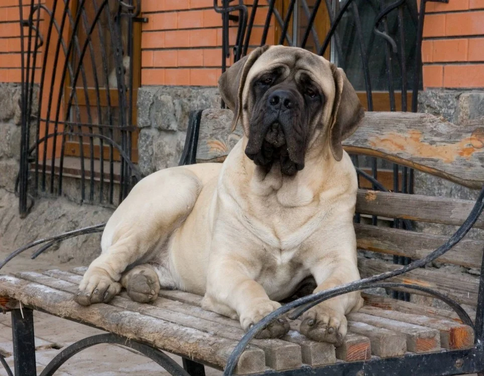Мастиф
