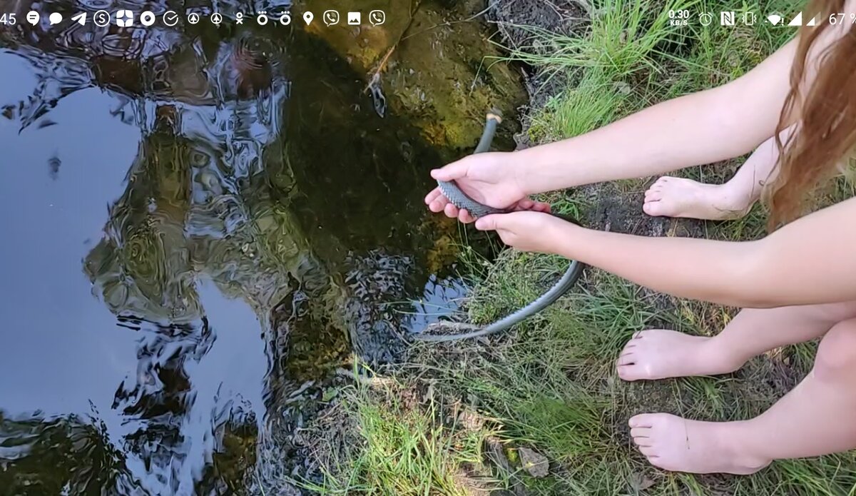 Метровый уж, не побоялись взять в руки