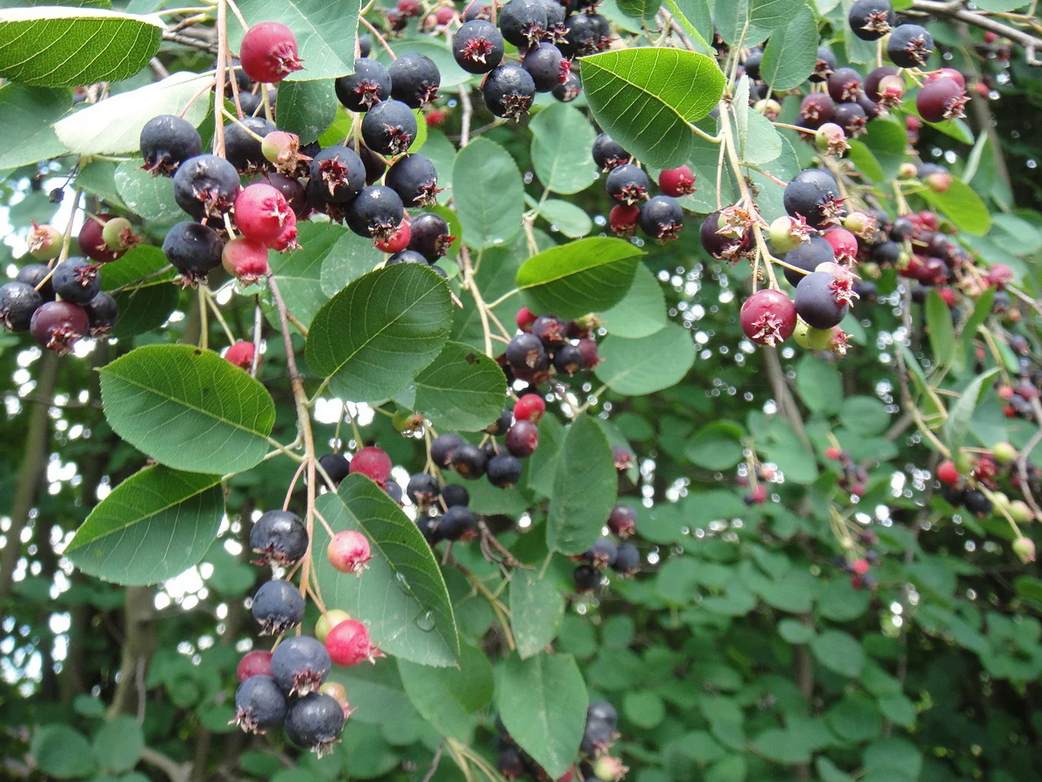 Красивые гроздья. Фото из открытых источников. 