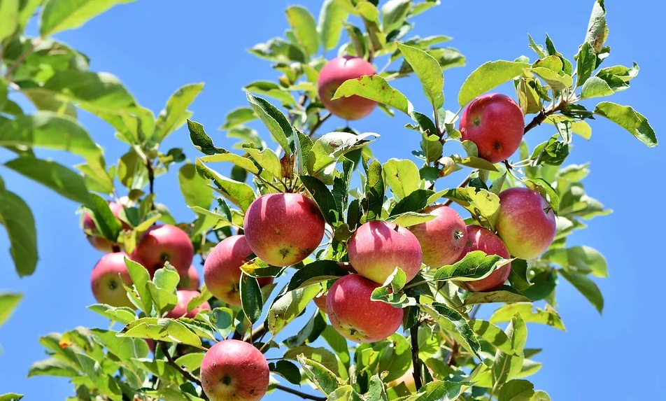 Фото для иллюстрации статьи с сайта Pixabay.com