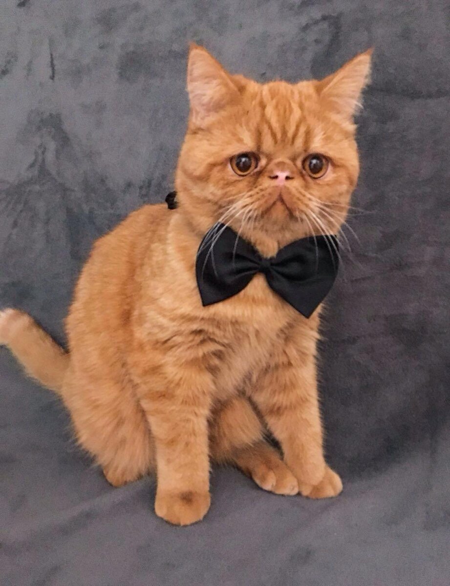 Я маленький в бабочке