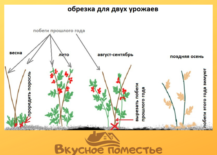 Как обрезать малину весной для начинающих схемы с подробным