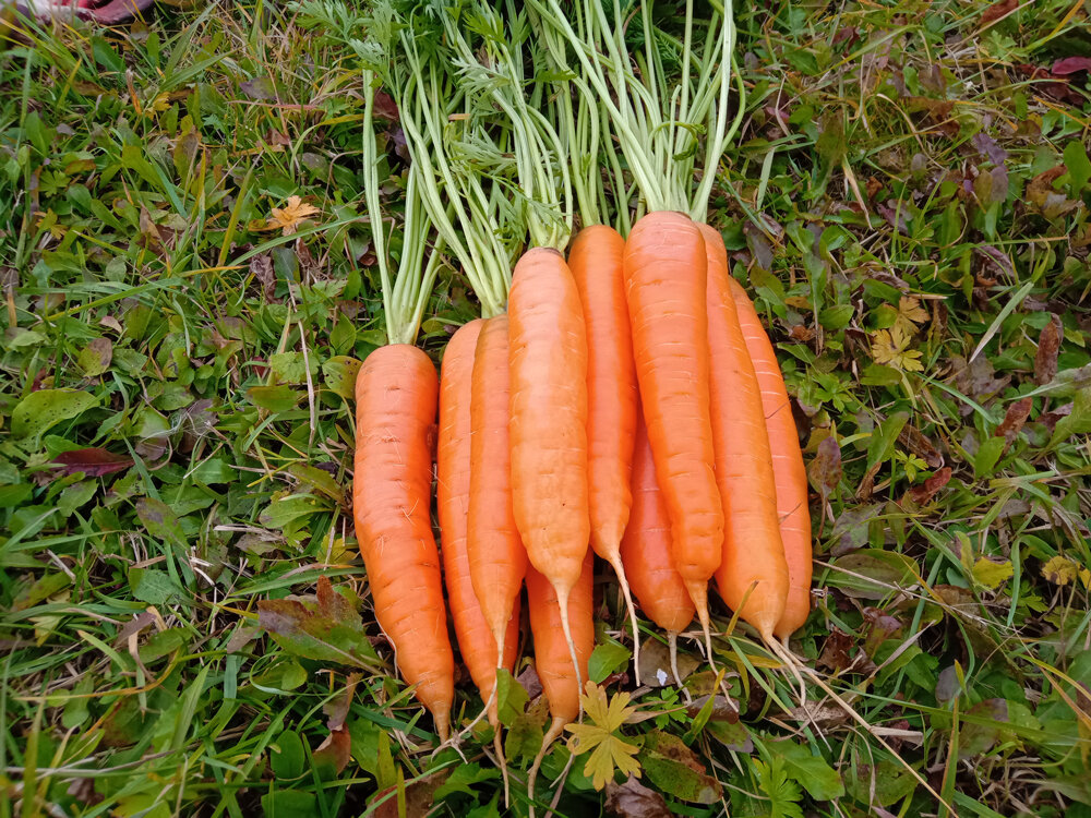Под морковь отведено. Под морковь отведено. Морковь в ящике. Поле моркови. Огород с морковкой.