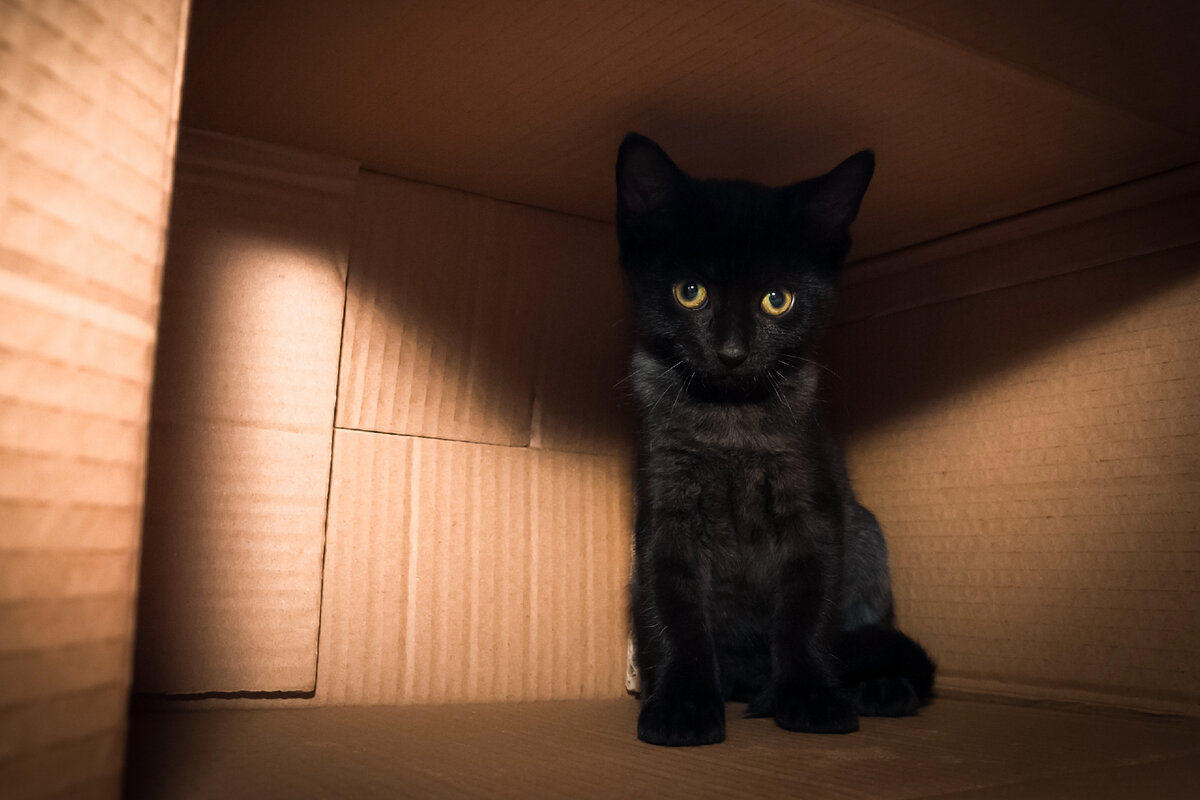 10 признаков стресса у котов и кошек, на которые не обращают внимания ...