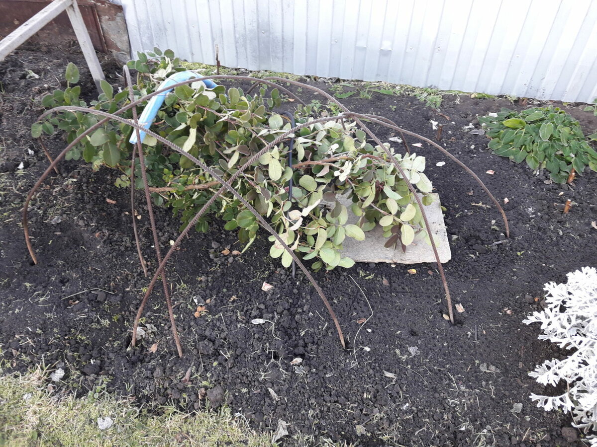 Укрытие роз флорибунда. Подвязка роз весной. Укрытие штамбовых роз. Ежевика лох тей. Формировка куста плетистой розы.