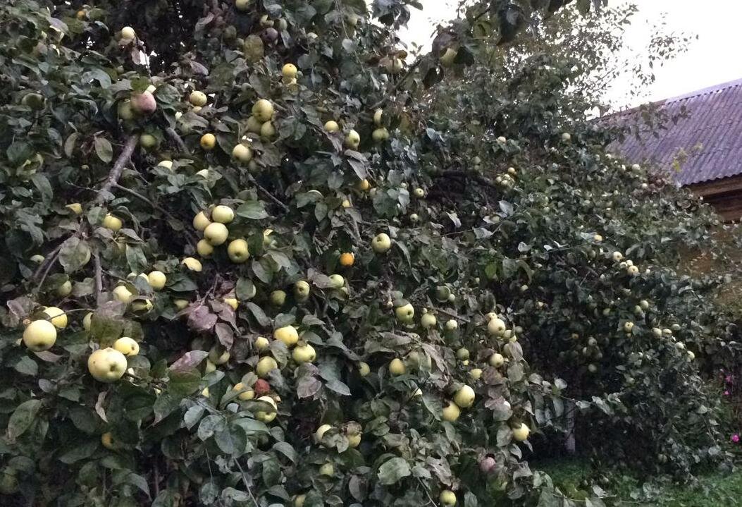 Антоновка. Фото автора