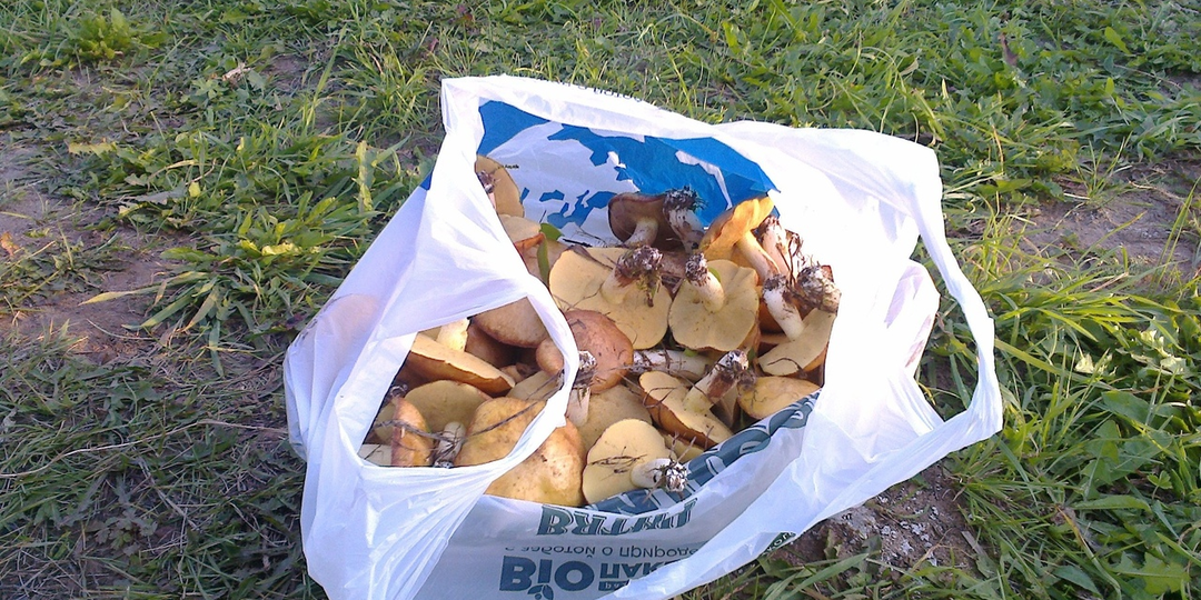 Небольшая статья про то как грибы пришли к нам в гости.