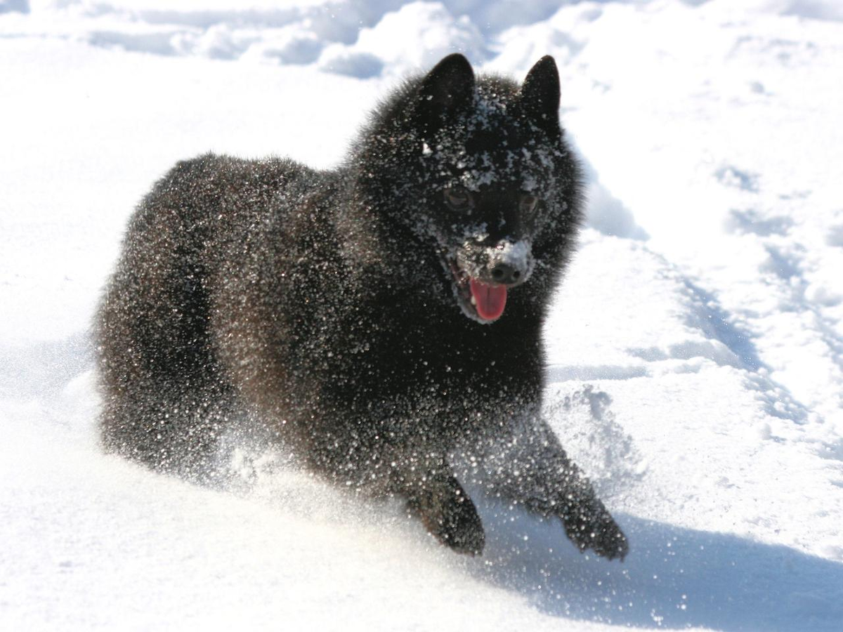 Густая и пушистая шерсть — не декоративный элемент, а вполне прикладная вещь. Благодаря ей собака спокойно спит под дождём или на снегу. В те времена, когда шипперке был исключительно служебным псом — функция незаменимая. 