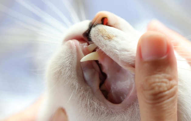 Кошка сильно скрипит зубами при еде - пожалуйста, нужна консультация