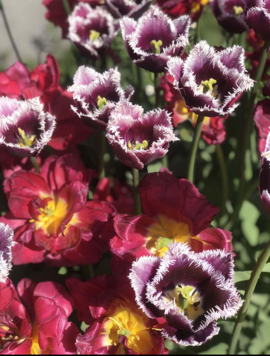 Фото мое Аптекарский огород. Москва