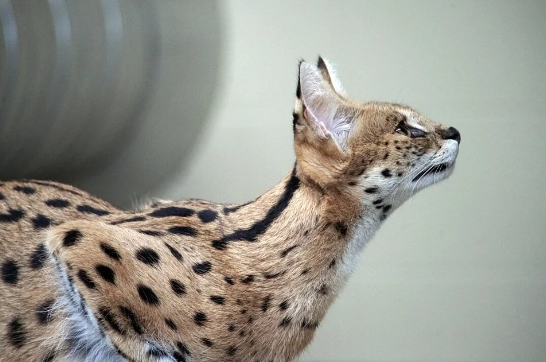 Сервал, порода, кошка