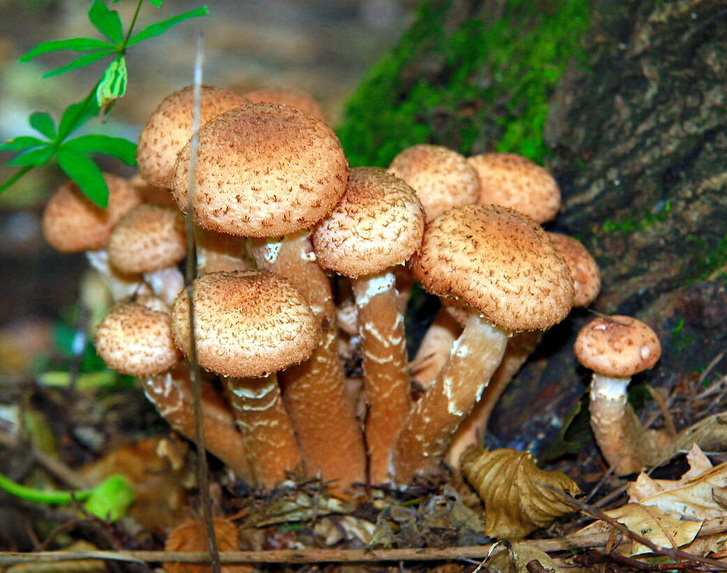 1. Armillaria mellea – опенок осенний